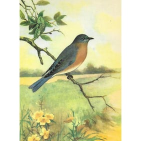 1920s Bluebird Color Lithograph Print