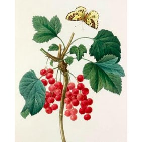 After Pierre-Jospeh Redoute, Floral Print, #51 Grosseiller Rouge