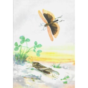 1920's Carolina Locust Butterfly Color Lithograph Print