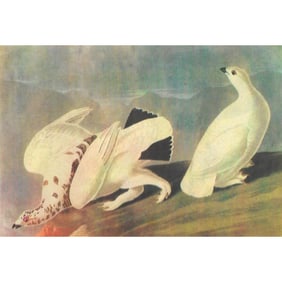 c1946 Audubon Print, #418 Two Ptarmigan