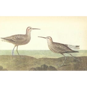 c1946 Audubon Print, #344 Stilt Sandpiper