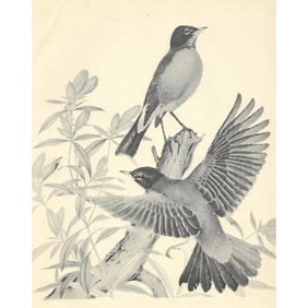 Vintage Menaboni Bird Lithograph, Robin ( Black/White )