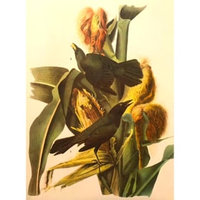 c.1946 Audubon Print, #7 Purple Grackle