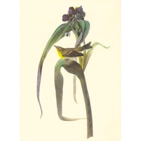 c1950 Audubon Print, Pine Warbler