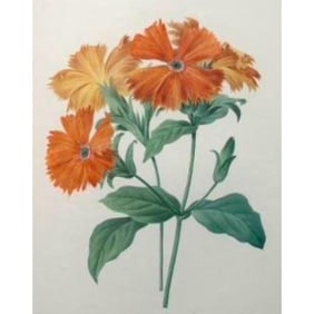 After Pierre-Jospeh Redoute, Floral Print, #75 Lychnide
