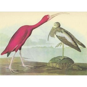 c1946 Audubon Print, #397 Scarlet Ibis