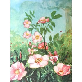 1920's Wild Rose Color Lithograph Print