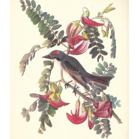 c1950 Audubon Print, Gray Kingbird