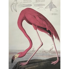 Audubon Pink Flamingo Canvas Giclee