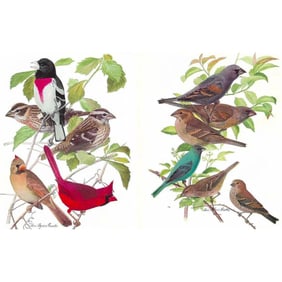 1936 Pearson's Birds Color Lithographs