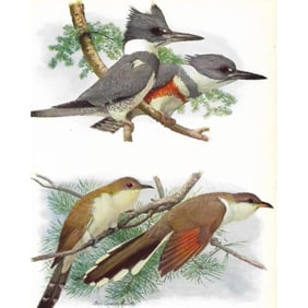 1936 Pearson Birds, Kingfisher-Cockoos