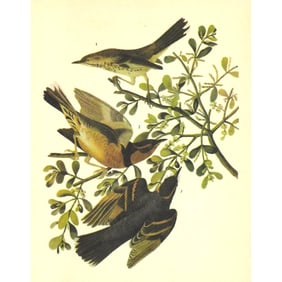 c1946 Audubon Print, #369 Thrasher and Thrush