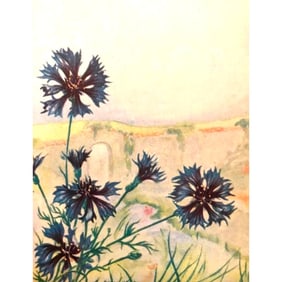 1920 Bachelor's Button ( Corn Flower ) Color Lithograph Print