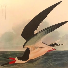 c1946 Audubon Print, #323 Black Skimmer