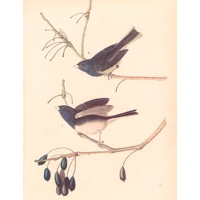 c1946 Audubon Print, Slate-Colored Junco