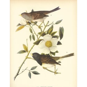 c1937 Audubon Print, #439 Oregon Junco