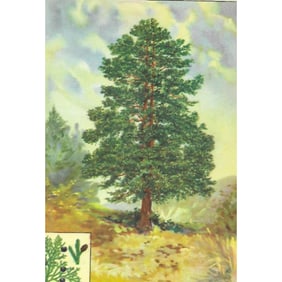 1920's Western Juniper Color Lithograph Print