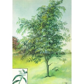 1920's Black Acacia Color Lithograph Print