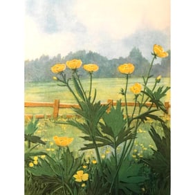 1920s Buttercup Color Lithograph Print