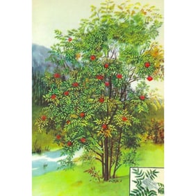 1920s American Mountain Ash Color Lithograph Print