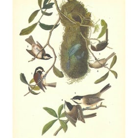 c1946 Audubon Print, #33 Chickadees and Bush-Tit