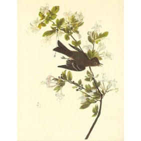 c1946 Audubon Print, #115 Wood Pewee