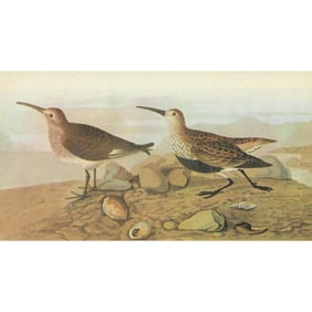 c1946 Audubon Print, #290 Red-Backed Sandpiper