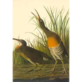 c1946 Audubon Print, #204 Clapper Rail