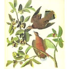 1946 Audubon Print, #162 Zenaida Dove
