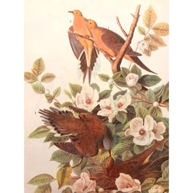 c1946 Audubon Print, #17 Mourning Dove