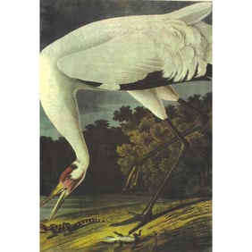 c1946 Audubon Print, #226 Whooping Crane
