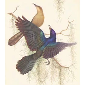 1950 Menaboni Bird Print, Boat-tailed Grackle