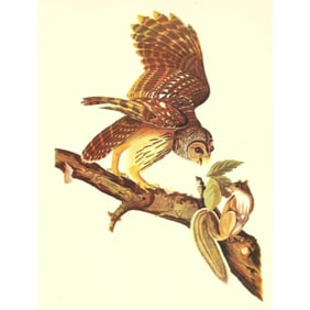 c1946 Audubon Print, #46 Barred Owl