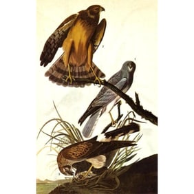 c1946 Audubon Print, #356 Marsh Hawk