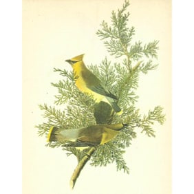 c1946 Audubon Print, #43 Cedar Waxwing