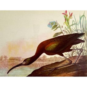 c1946 Audubon Print, # 387 Glossy Ibis
