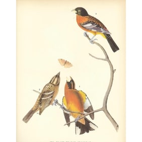 1937 Audubon Print #459 Black-Headed Grosbeak