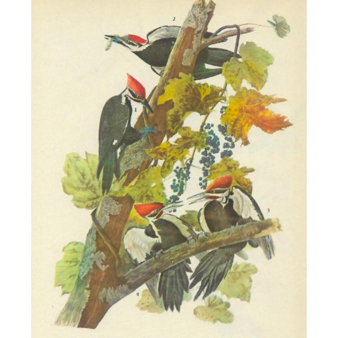 c1946 Audubon Print, #111 Pileated Woodpecker: John James Audubon, book plate print, # 111 Pileated Woodpecker, taken from a 1946 edition of "The Birds Of America." 8 1/2" X 11". Comes with 11" X 14" mat.