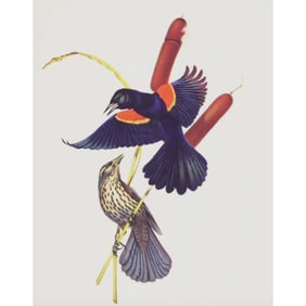 1950 Menaboni Lithograph, Red-wing Blackbird