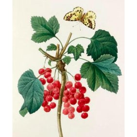 After Pierre-Jospeh Redoute, Floral Print, #51 Grosseiller Rouge