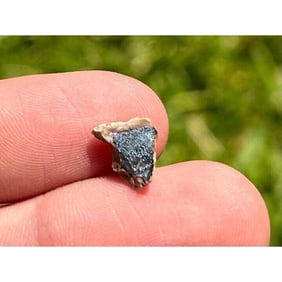 Rare! Triceratops Dinosaur Tooth Fossil