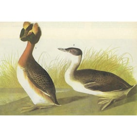 c1946 Audubon Print, #259 Horned Grebe Duck