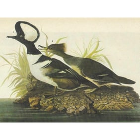 C1946 Audubon Print, #232 Hooded Merganser Duck