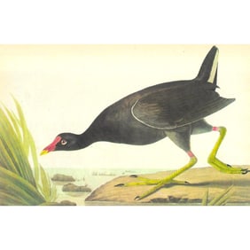 c1946 Audubon Print, #244 Florida Gallinule