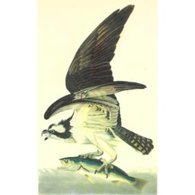 c1946 Audubon Print, #81 Osprey