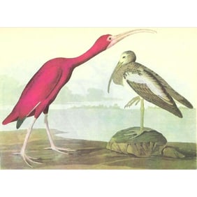 c1946 Audubon Print, #397 Scarlet Ibis