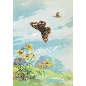 1920s Baltimore Checker-Spot Butterfly Color Lithograph Print
