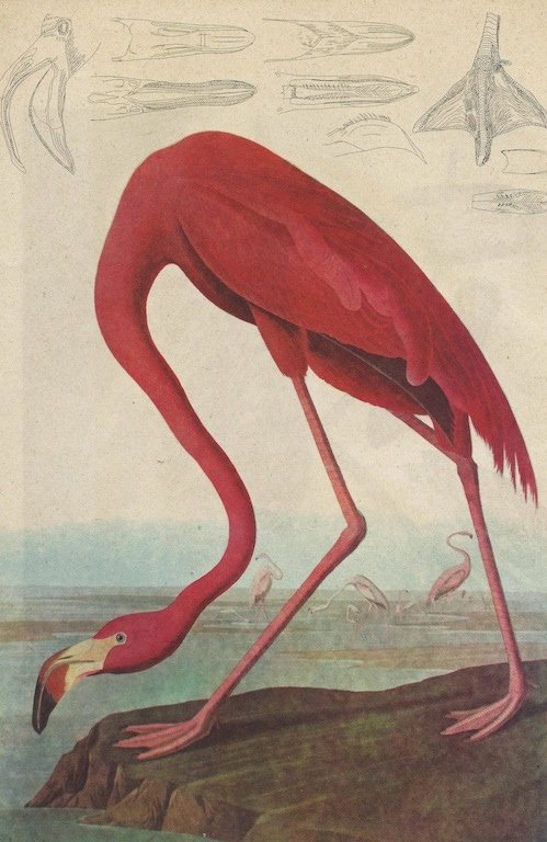 John James Audubon Circa 1946 FLAMINGO: John James Audubon Circa 1946 FLAMINGO MATTED PRINT The Birds of America