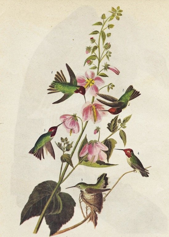 John James Audubon Circa 1946 HUMMINGBIRDS: John James Audubon Circa 1946 HUMMINGBIRDS MATTED PRINT The Birds of America