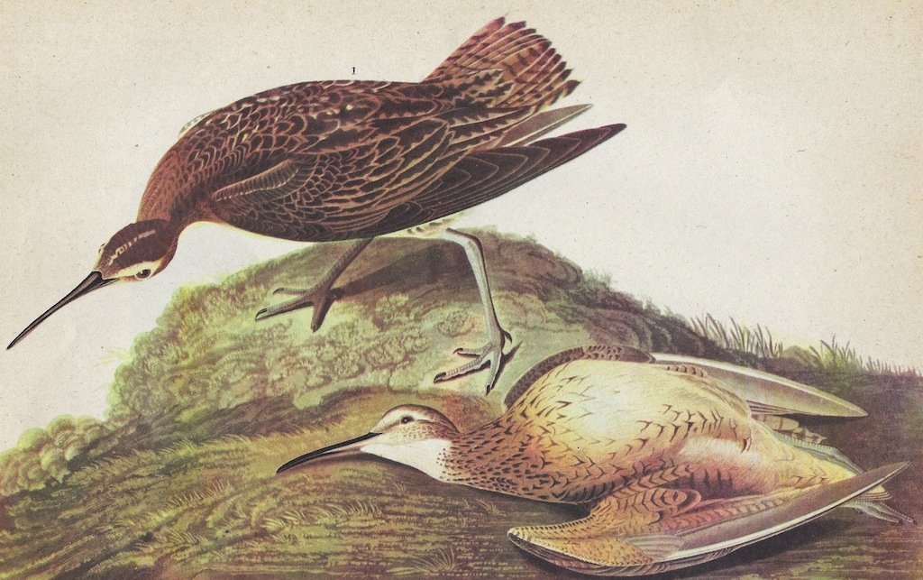 John James Audubon Circa 1946 ESKIMO CURLEW: John James Audubon Circa 1946 ESKIMO CURLEW MATTED PRINT The Birds of America